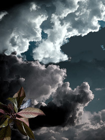 CAGE ET OISEAU 2.jpg