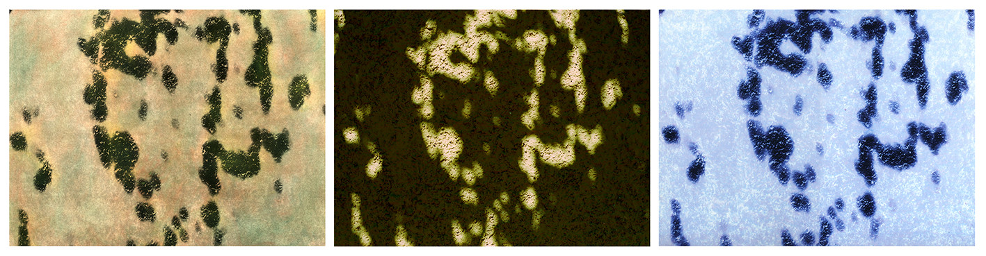 OMBRES 44.jpg